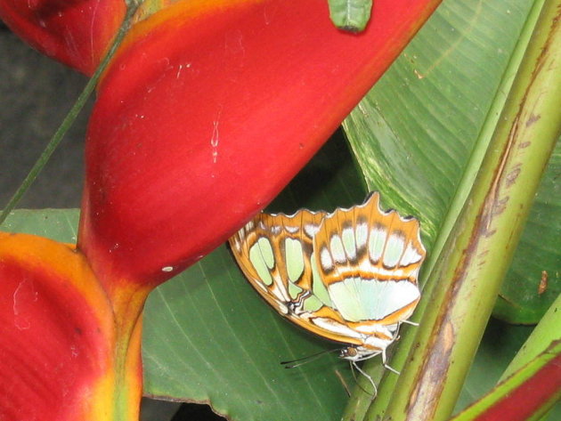 Vlinder op Heliconia