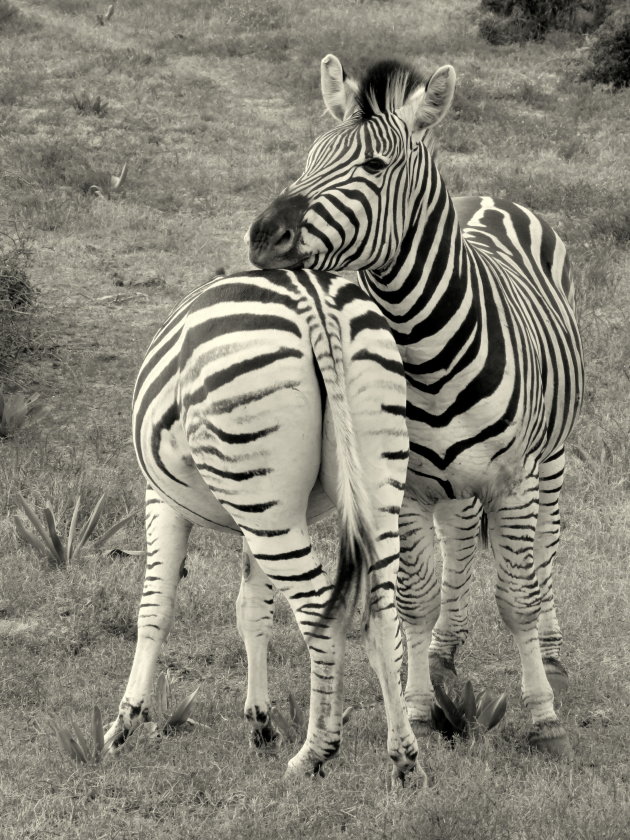 Twee kanten van een Zebra