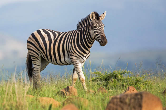 vers gras - zebra
