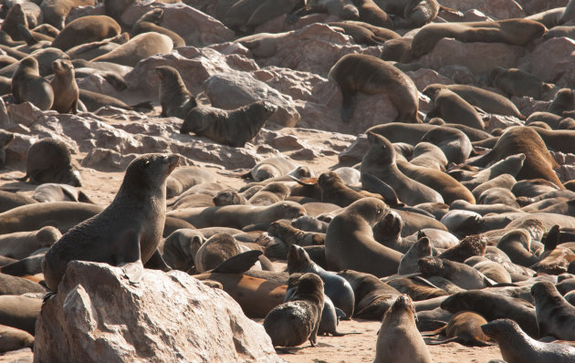 Een strand vol zeeleeuwen bij Cape Cross