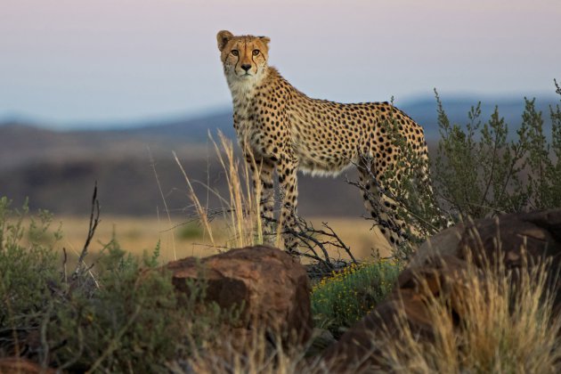 cheetah - bijna volwassen