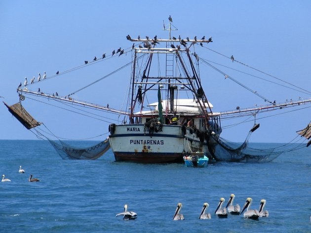 Pelikanen op de uitkijk naar een visje