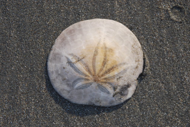 Zanddollar op het strand