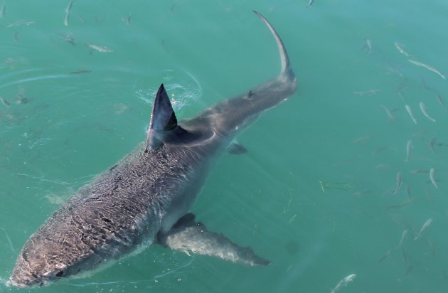 The Great White Shark: pracht exemplaar! @ Kleinbaai, South Africa