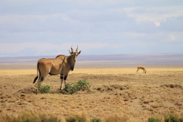 Prachtige Eland op de open vlaktes van de Serengeti