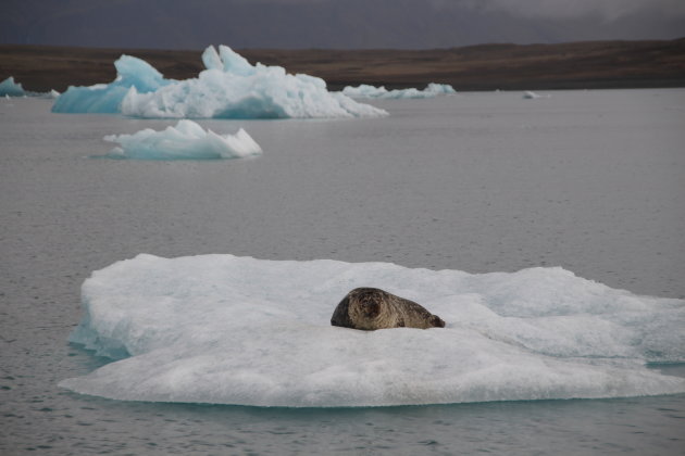 Zeehond op ijsschots in Jökulsárlón