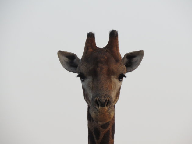 Hallo Giraffe