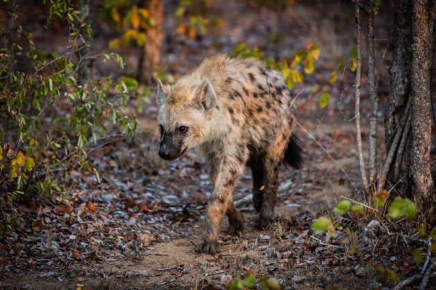 Hyena op pad in Timbavati 