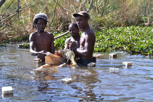 Stoere vissers in Lake Naivasha 