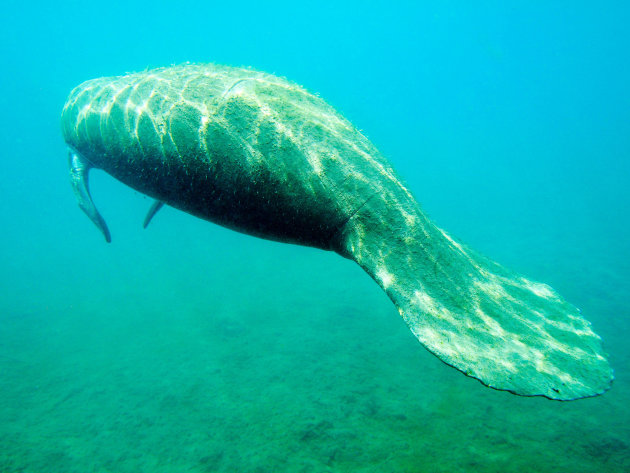 Tail of the manatee