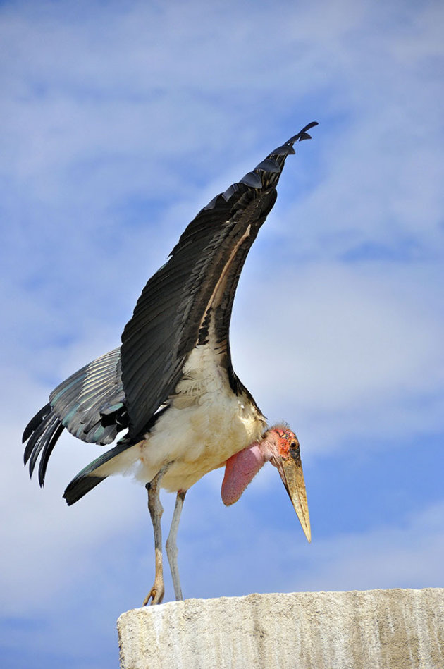 Spot maraboes en andere exotische vogels bij Lake Ziway