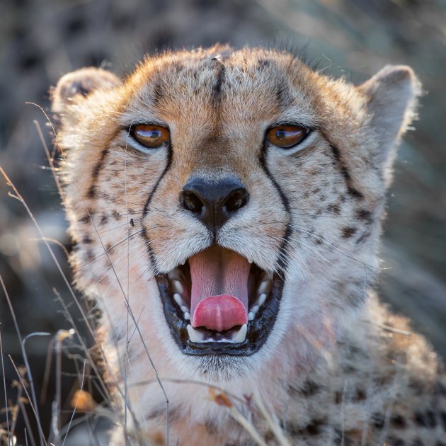 cheetah - baaldag