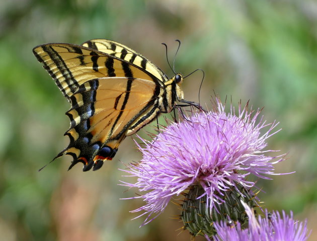 Western Tiger Swallowtail Prachtige vlinder