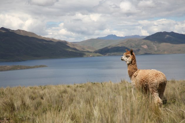 Laguna Langui Layo, Canas, Departamento del Cuzco, Perú