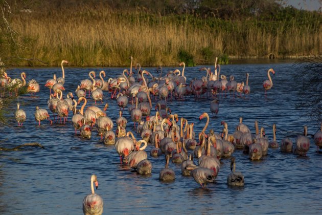 Flamingo's aan de wandel