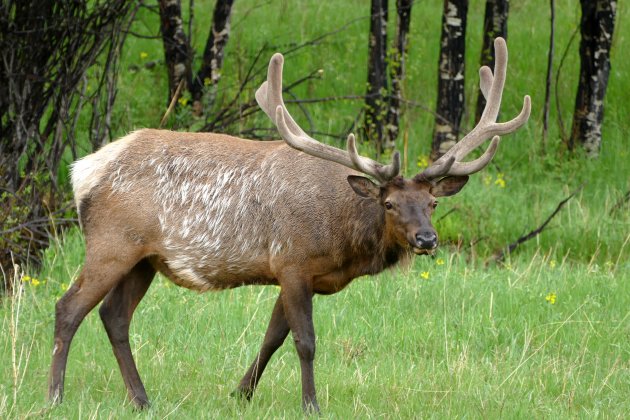Elk of Wapiti
