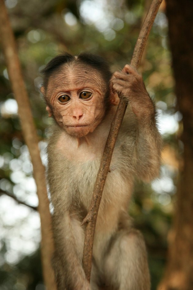 Nieuwsgierige aapje 