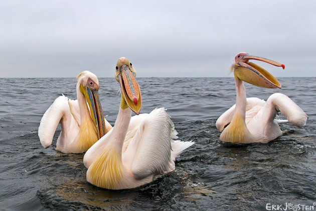3 pelikaantjes