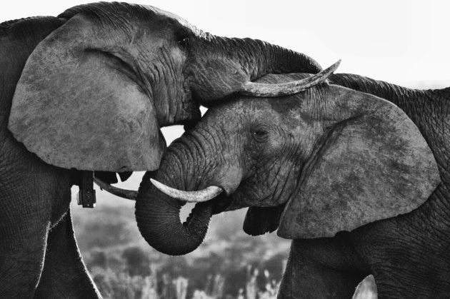 Thankful these two beautiful elephants shared this breathtaking moment with us
