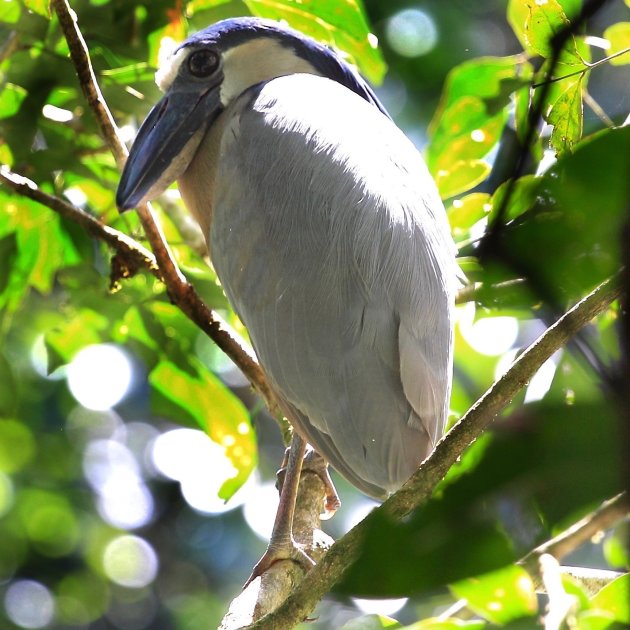 Het vogelrijk Costa Rica 5