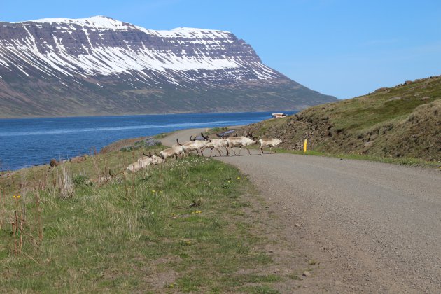 Rendieren bij het Seyðisfjörður