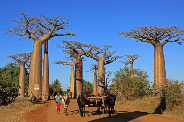 Baobab Allee