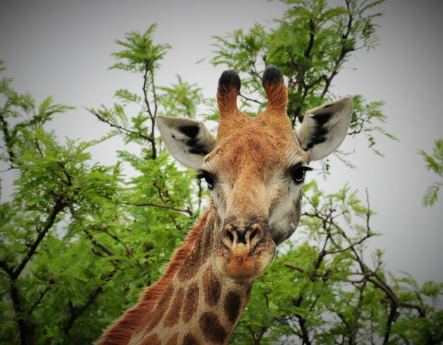 Giraf in Ithala