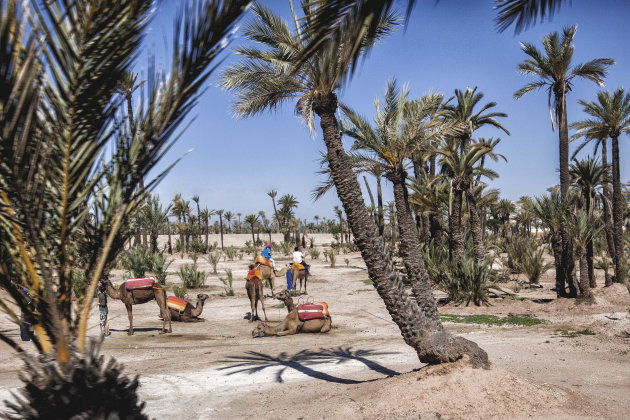 Het palmenwoud in Marrakech