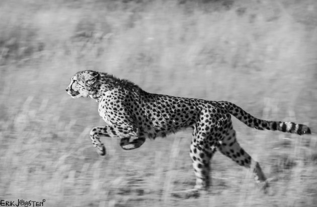 Cheeta in actie
