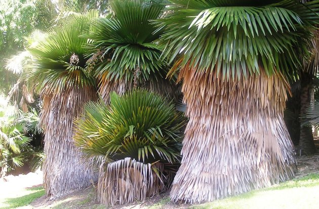 tropische boom