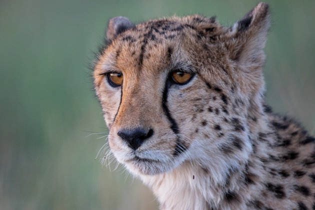 cheetah - op jacht