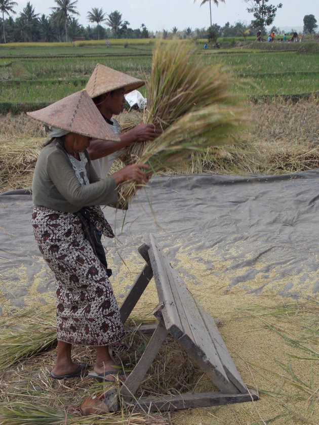 Rijst oogst