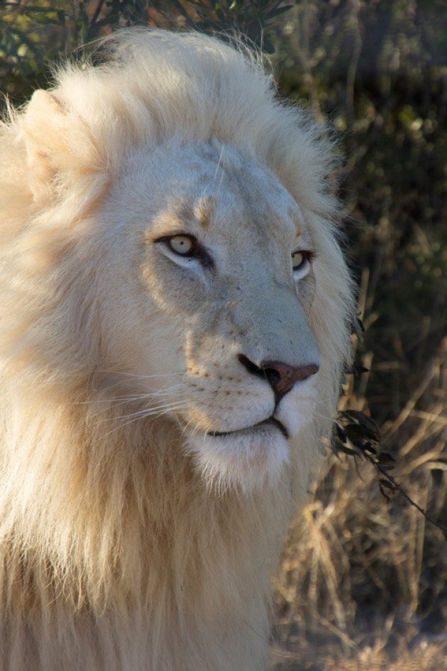 Witte Koning Leeuw