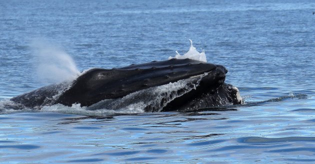 walvissen spotten