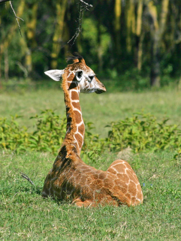 Klein girafje
