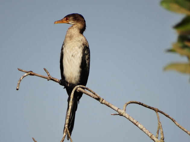 Gambia vogelparadijs