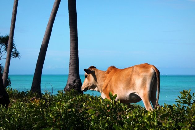 Koe op Vakantie
