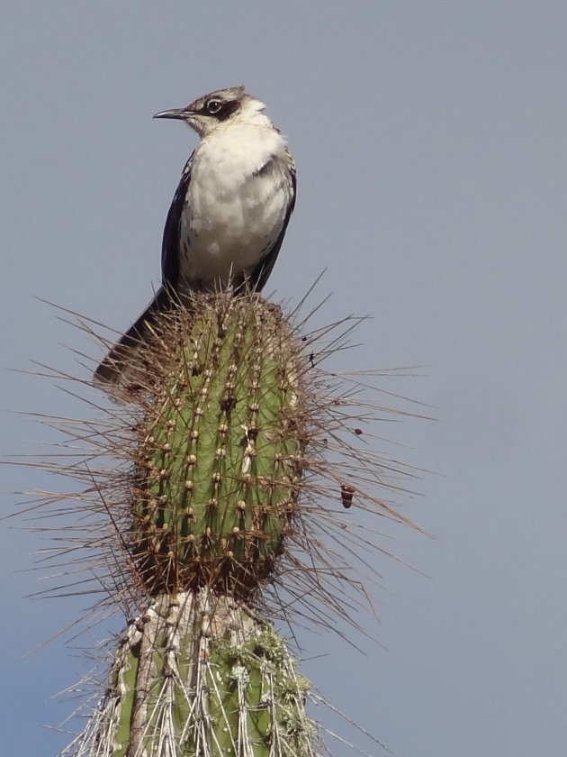 Spotvogel op een cactus
