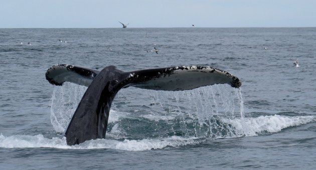 walvissen spotten vanuit Husavik
