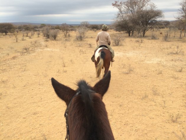 Te paard op safari