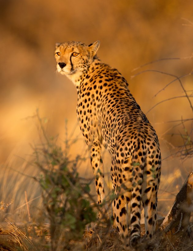 Cheetah in het ochtendlicht