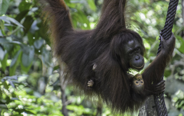 Een baby orang oetan en haar moeder slingeren tussen de bomen.