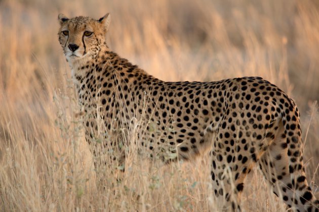 Cheetah in het ochtendlicht 2