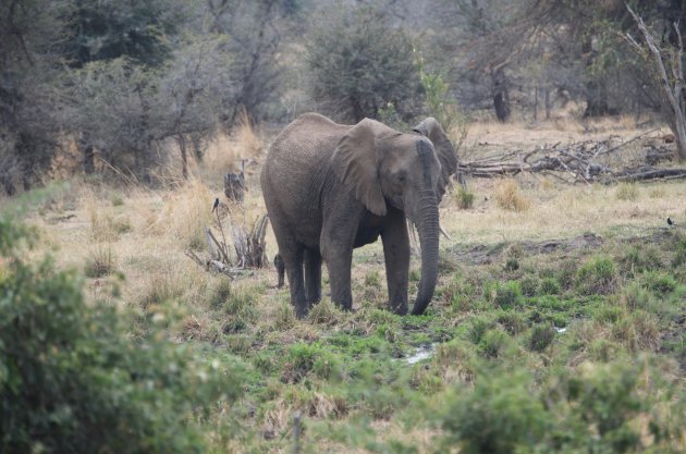Eenzame olifant 