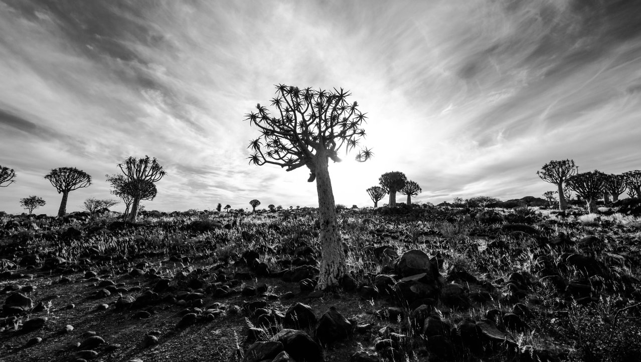 De unieke bomen op aarde bij Quiver Tree Forest, Africa