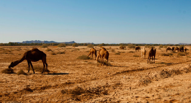 Grazende kamelen