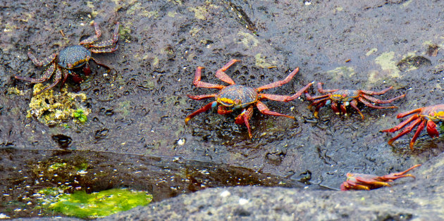 Crab Army 