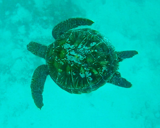 Zwemmend schildpad