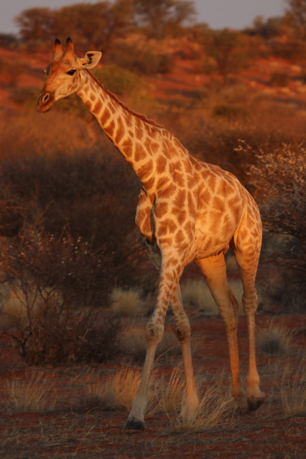 Giraffe in de Kalahari