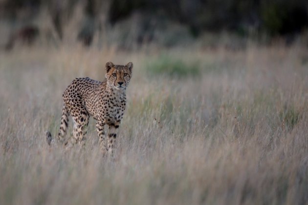 zwevende cheetah